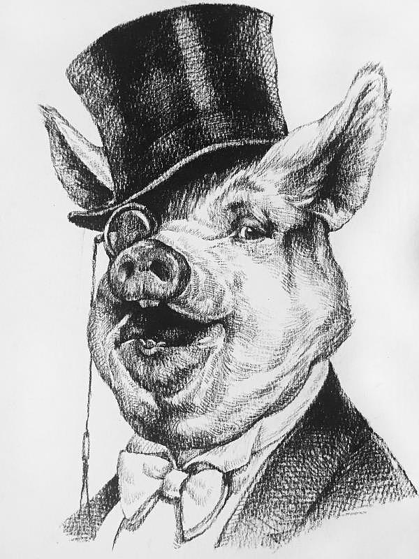 绅士猪系列(原创素描插画)