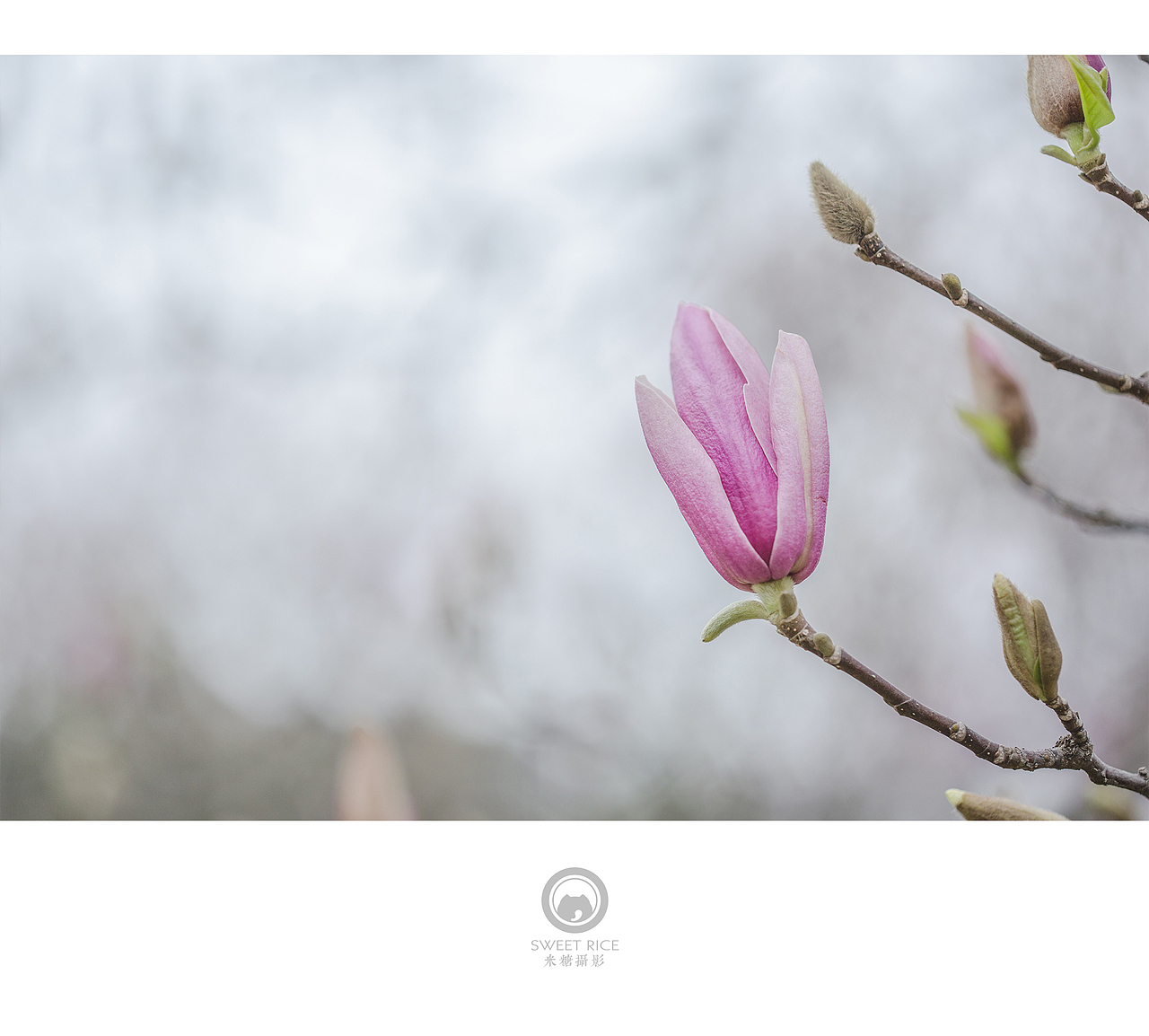 青雨嗅春（图ZNDQwOTU3NjA=） - 风光摄影 - 站酷设计师挂糖原创素材 - 站酷ZCOOL