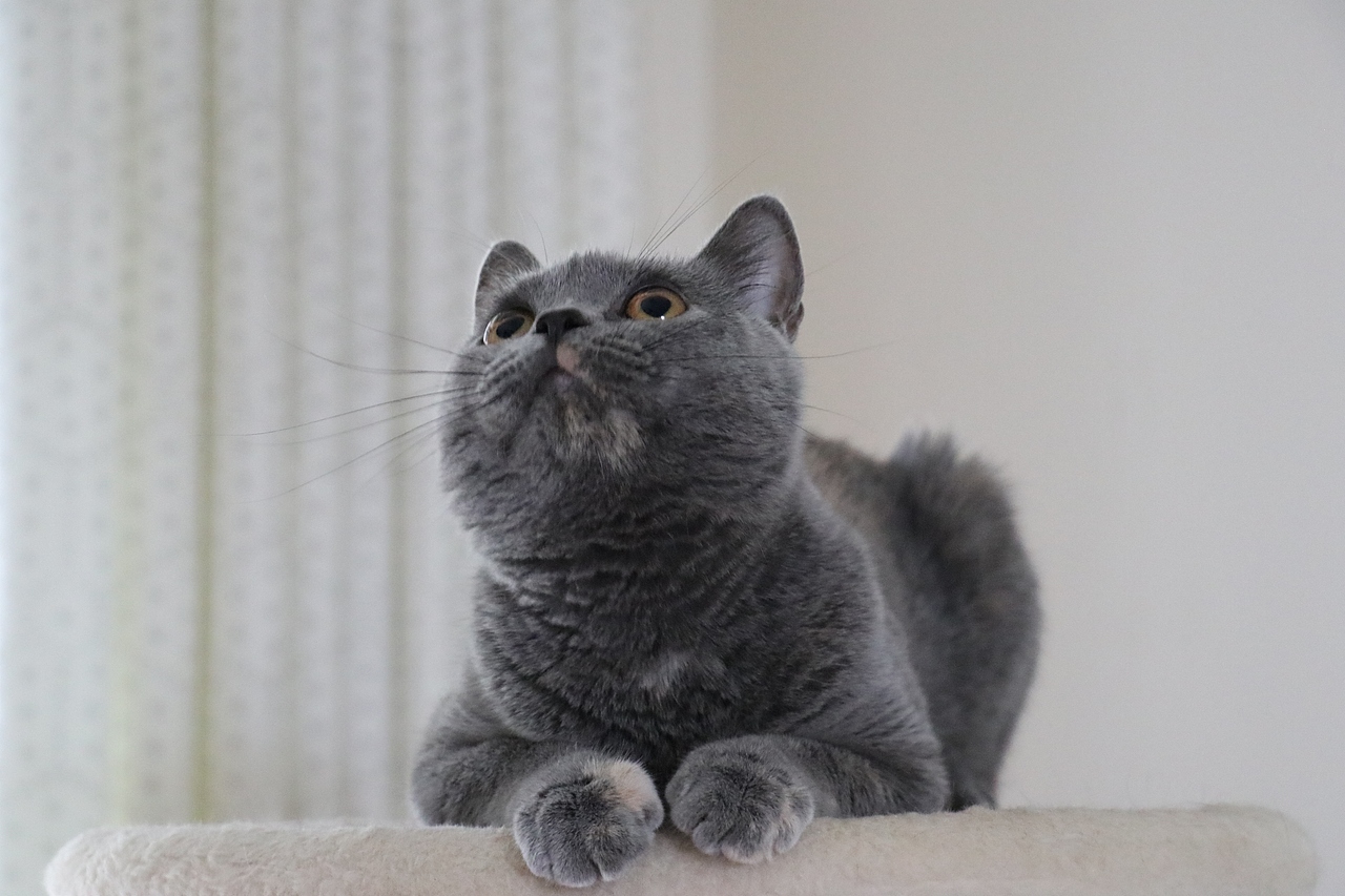 沐米猫舍 种猫MM-英短蓝乳色-阿萝-英国短毛猫