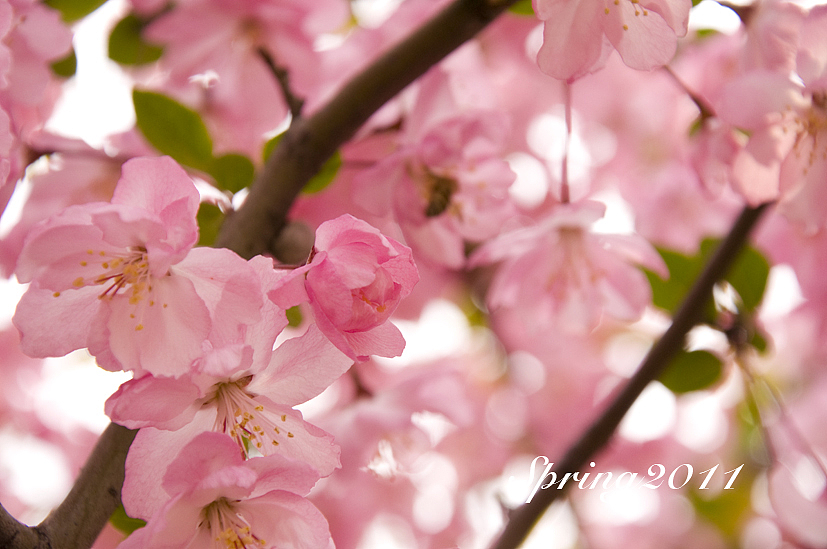 四月芳菲——垂丝海棠怒放（图ZMjczMTIyMA==） - 风光摄影 - 站酷设计师慢熟的兔子原创素材 - 站酷ZCOOL