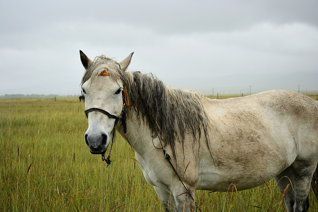 高原風(fēng)光（圖ZNDEyNjg3Ng==） - 風(fēng)光攝影 - 站酷設(shè)計師reshaw原創(chuàng)素材 - 站酷ZCOOL