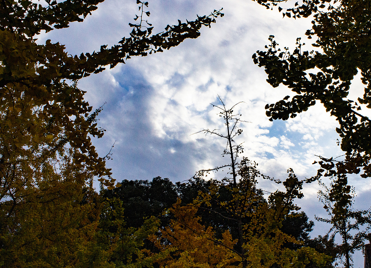 银杏叶·秋日记忆