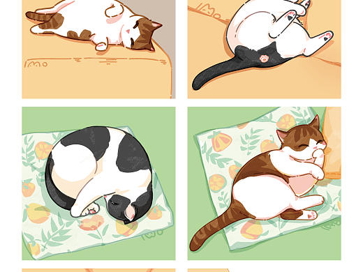 猫猫元年-2021年终总结