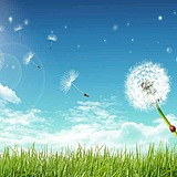 小小兰花草的头像