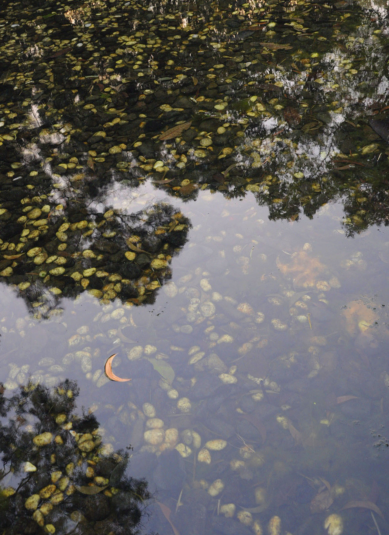 图书馆后面的一滩水