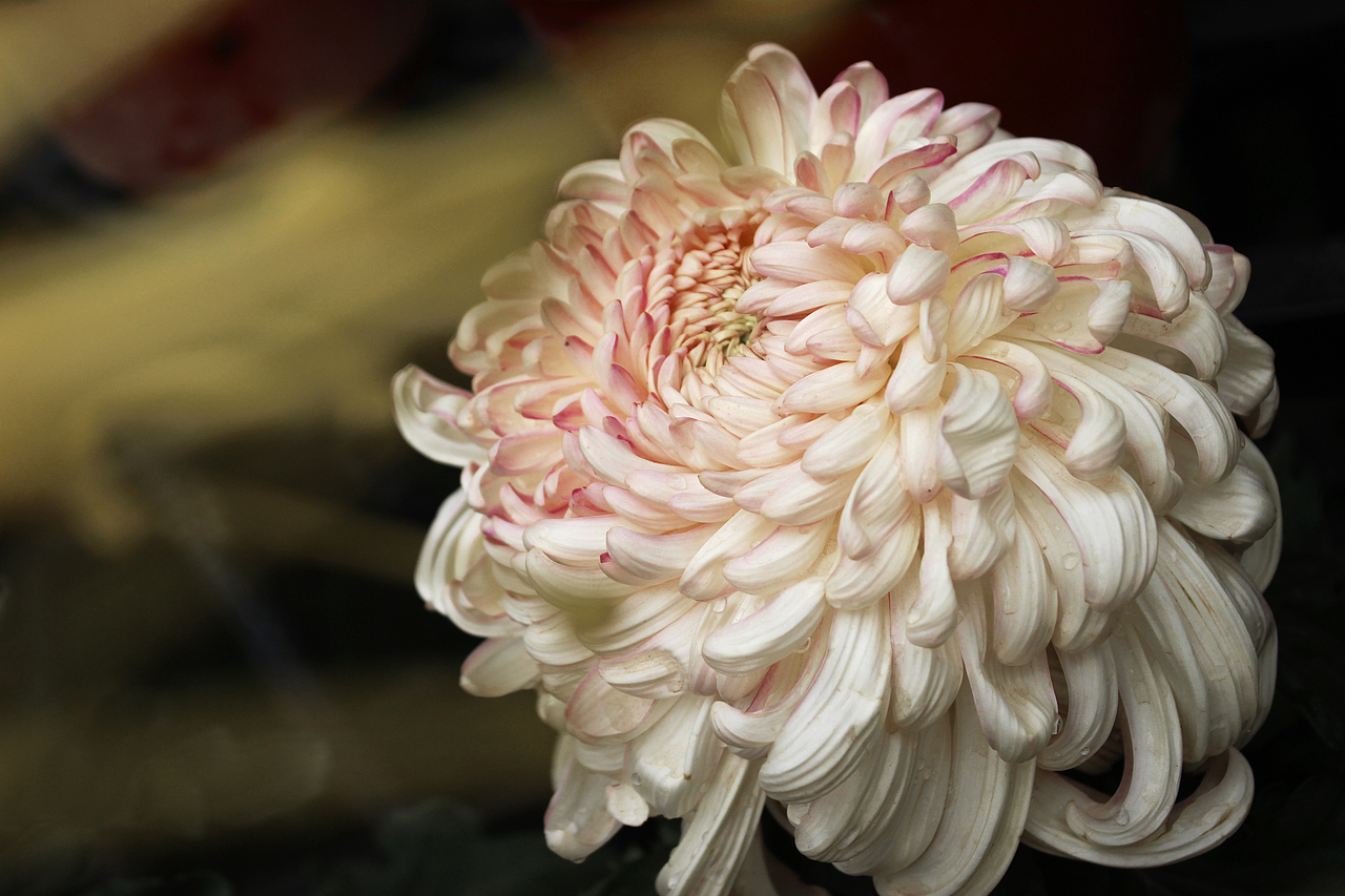 花姿——东湖菊花展