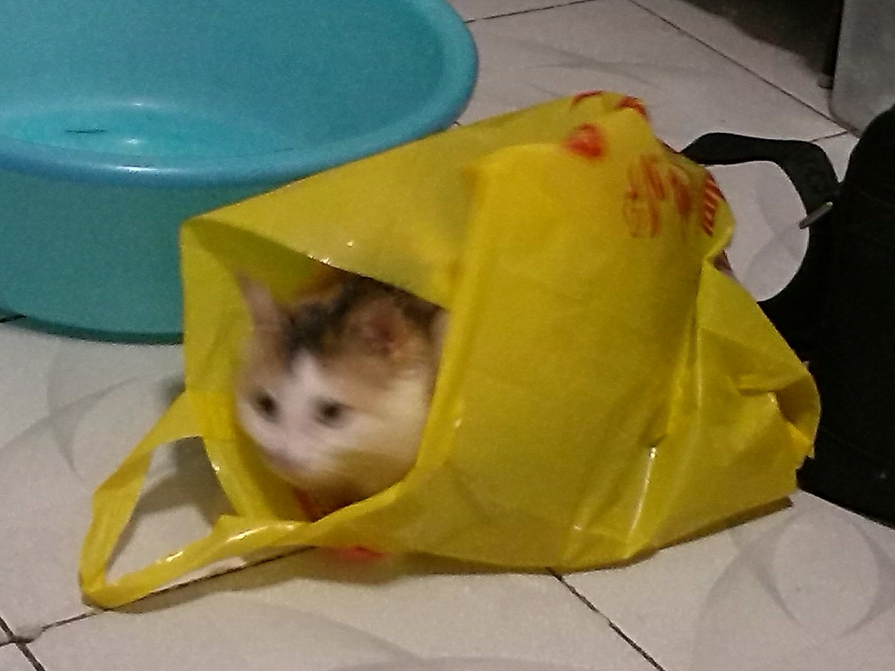 最爱吃草的傲娇小主