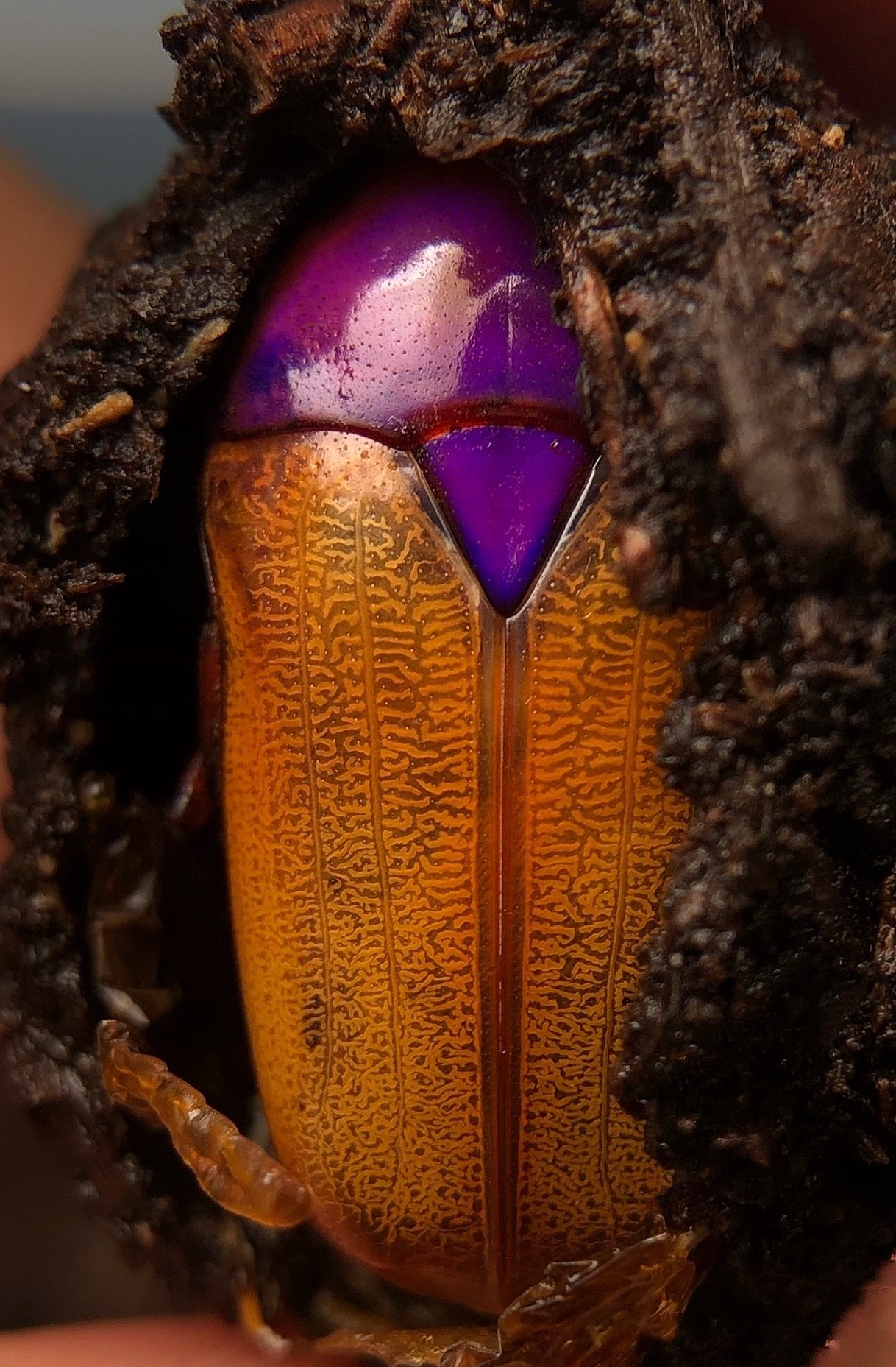 乌干达七彩金龟子