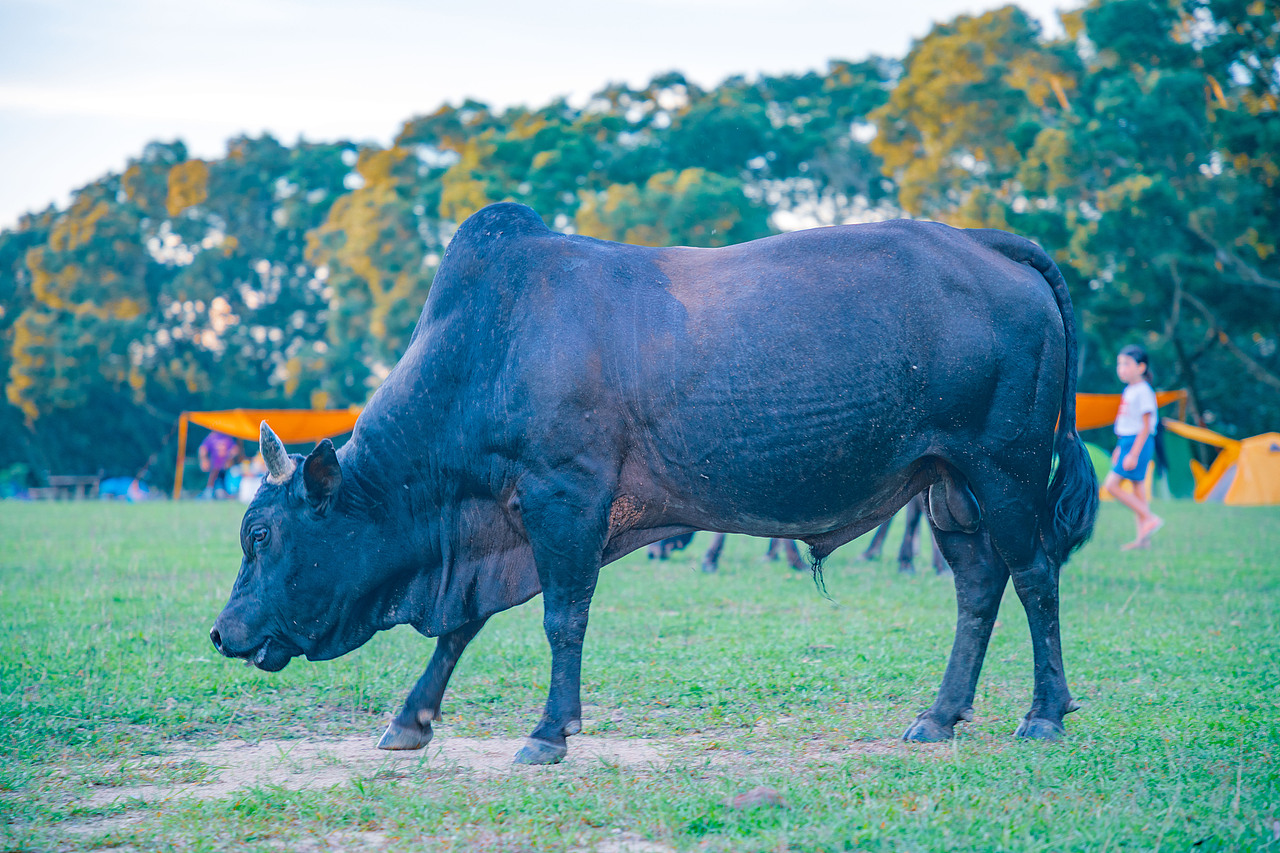 香港湾仔南营地及周边02