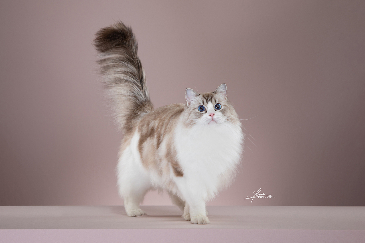 布偶猫-AMYWORKS探须视觉（图ZMjcyODIwNzAw） - 宠物摄影 - 站酷设计师AMYWORKS赛猫摄影原创素材 - 站酷ZCOOL