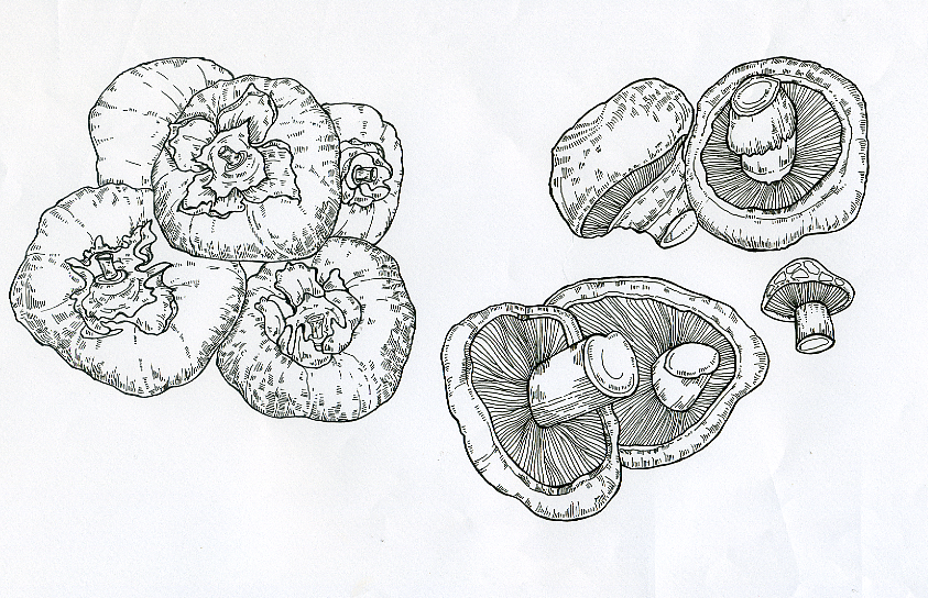 水果线稿（图ZMzc2NDc5MzI=） - 商业插画 - 站酷设计师麦子的麦原创素材 - 站酷ZCOOL