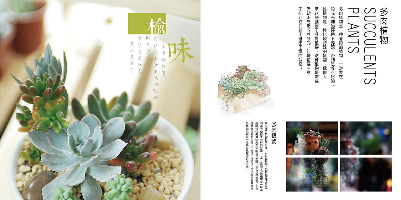 多肉植物画册