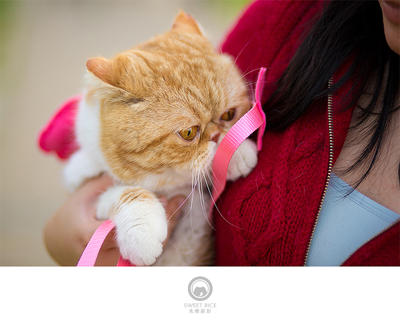 加菲阿宝和乱入的东西（图ZNDY1NjQ0ODg=） - 宠物摄影 - 站酷设计师挂糖原创素材 - 站酷ZCOOL