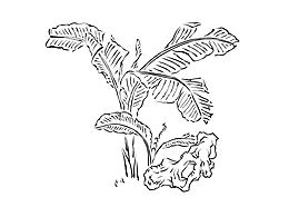 插画
