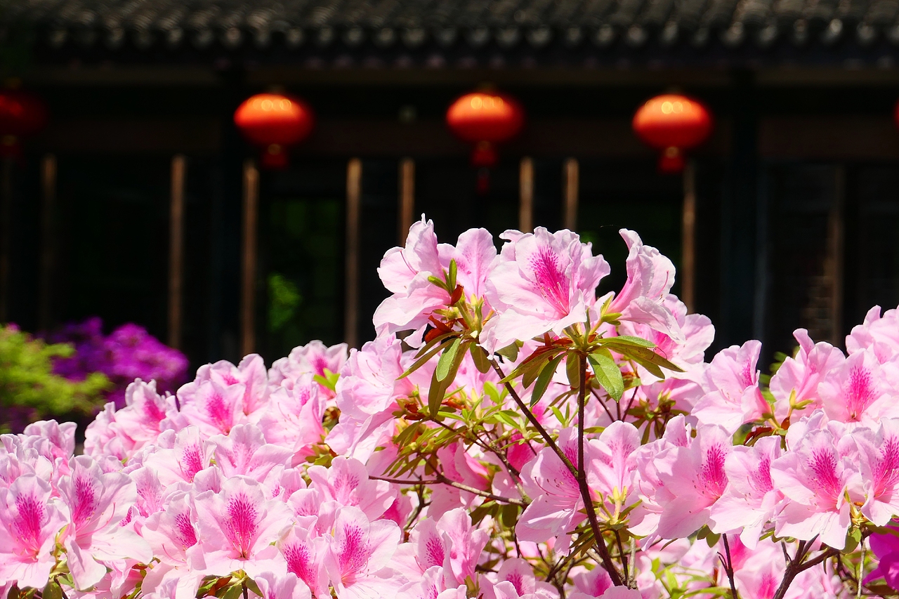 惠山古镇 | 杜鹃啼红