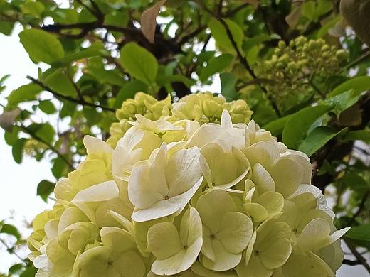 好看的花花（个人主页-ZNjQ2MDgwMTY=） - 风光摄影 - 站酷设计师董得静才慧乐原创素材 - 站酷ZCOOL