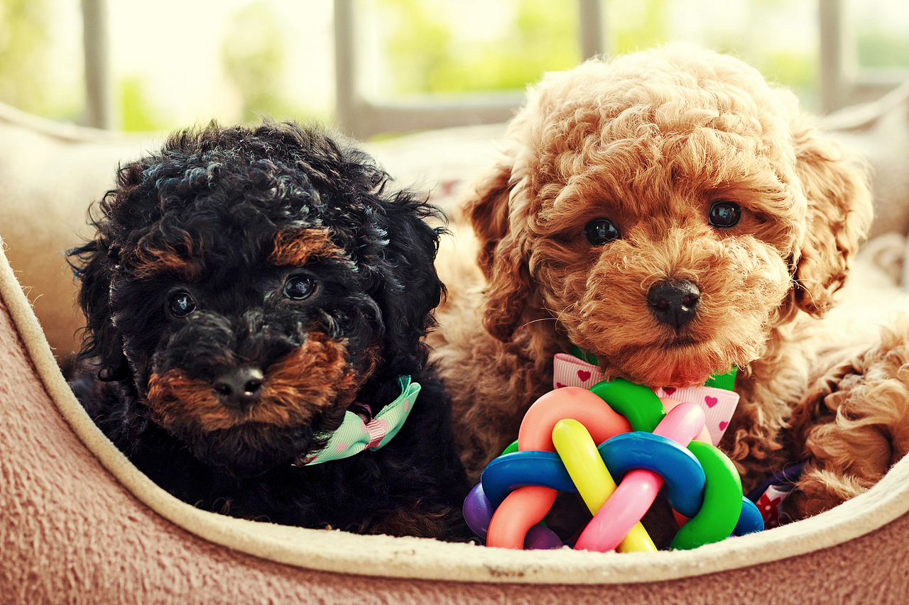 朋友家新出生的小狗