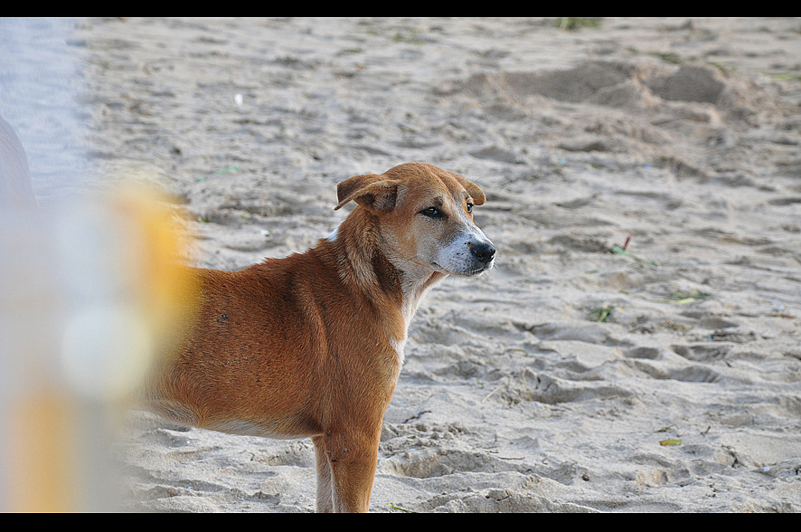 巴厘岛溜达（图ZODQwNzg2MA==） - 风光摄影 - 站酷设计师苞米粥原创素材 - 站酷ZCOOL