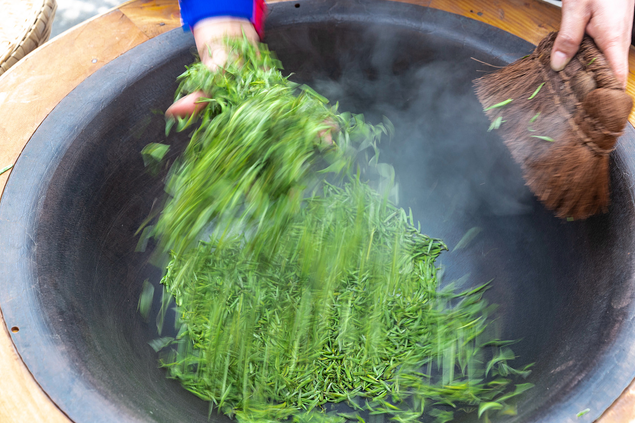 重庆南川:早春茶提前开采