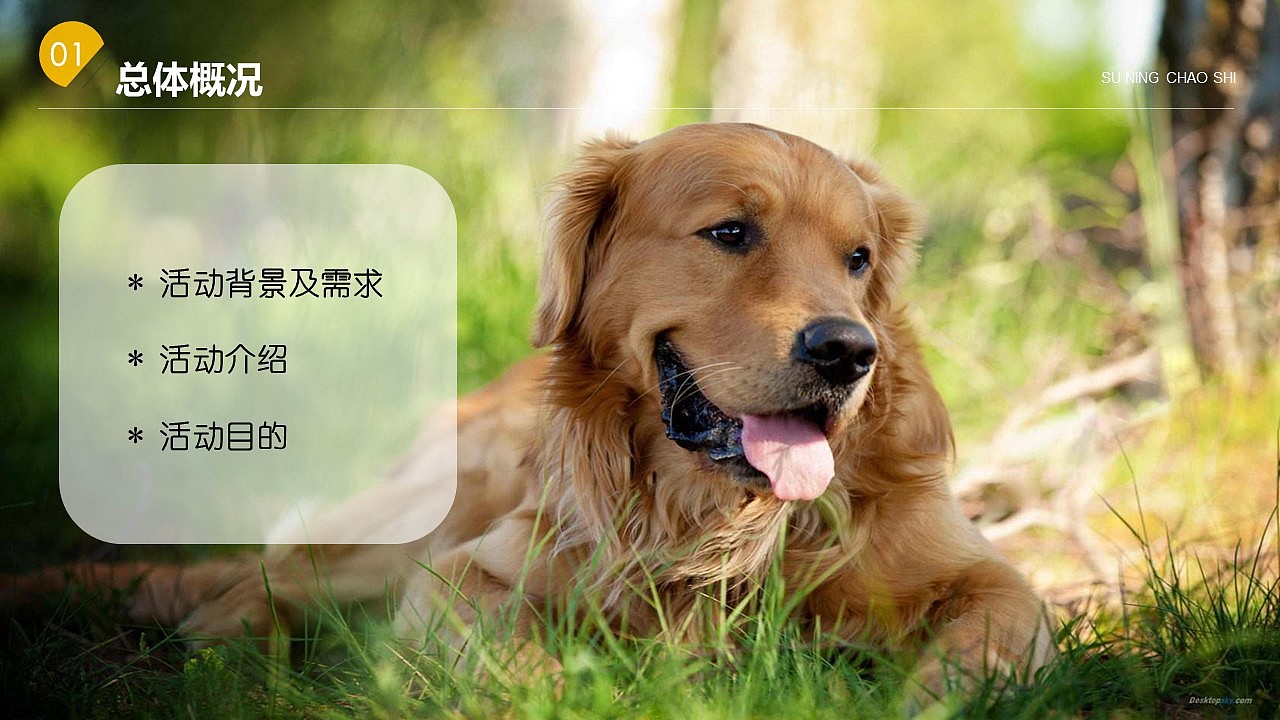 苏宁宠物相亲节（图ZMjg2OTQ5OTE2） - 其他 - 站酷设计师策划米饭原创素材 - 站酷ZCOOL