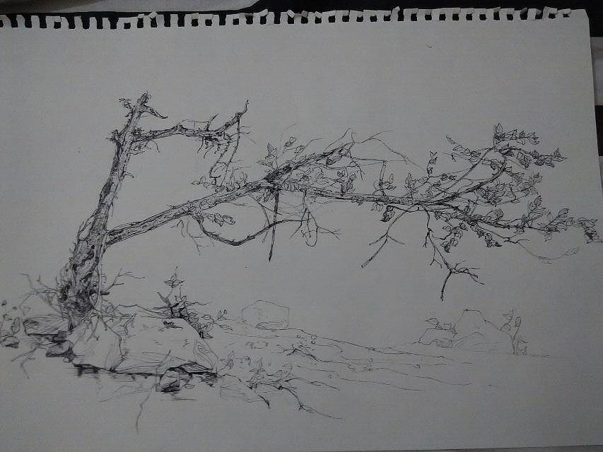 河边的一颗树,充满生长力与张力。