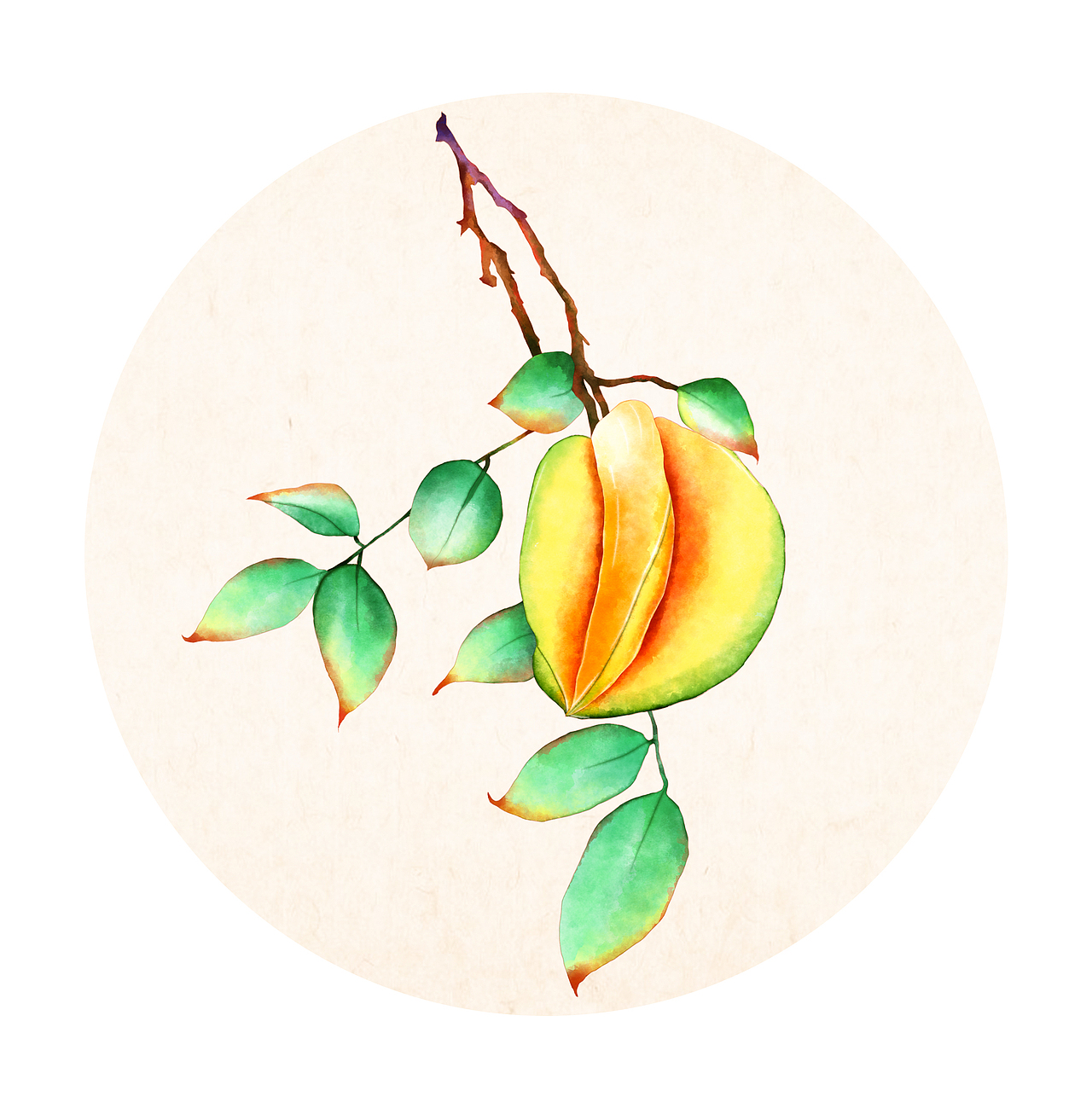 水果插画-临摹（图ZMjE5NTU5OTY0） - 创作习作 - 站酷设计师YoYo_ing原创素材 - 站酷ZCOOL