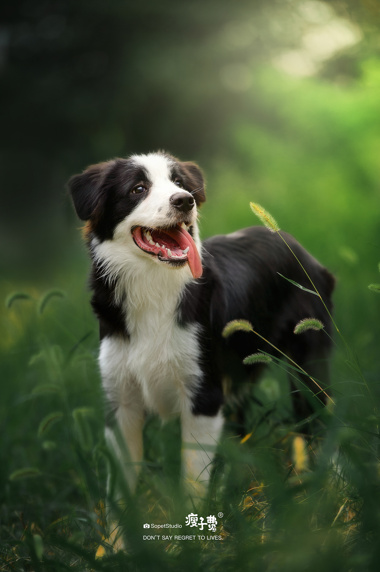 宠物摄影 | 『成都站』