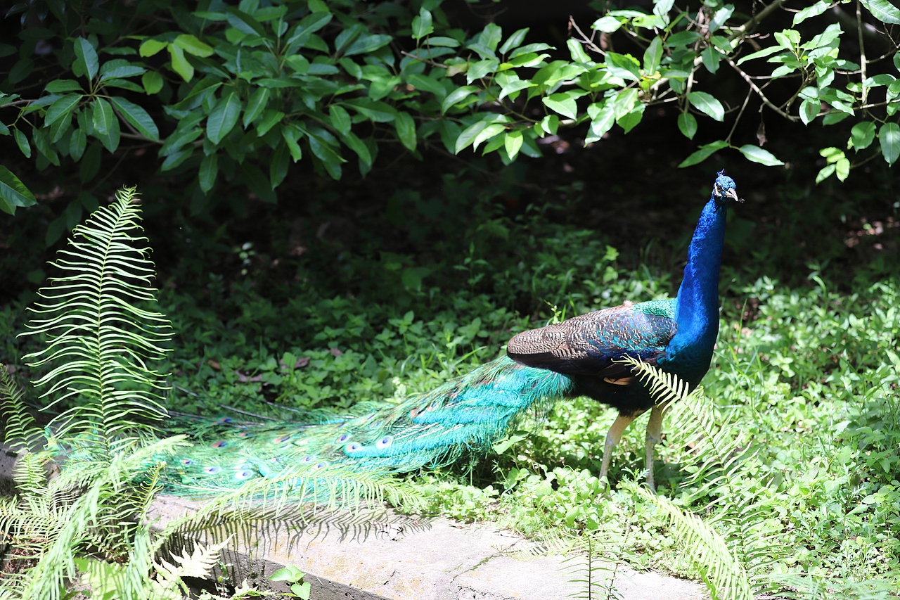 熊猫基地（图ZMTUyODgzNTY0） - 宠物摄影 - 站酷设计师Z43456176原创素材 - 站酷ZCOOL