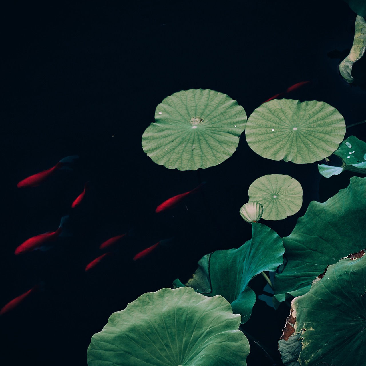 贰零壹陆的时光（图ZNjQyMjk3ODg=） - 风光摄影 - 站酷设计师然生原创素材 - 站酷ZCOOL