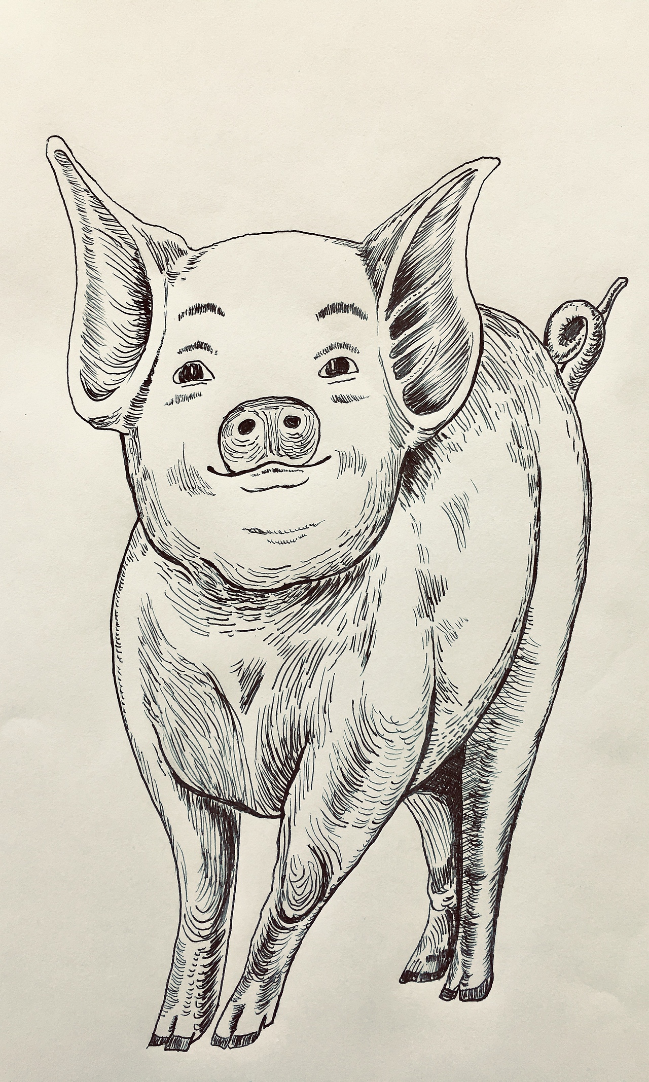 2019己亥年猪年钢笔画