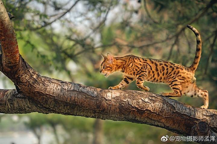 豹猫|摄影|宠物摄影|z38626532 - 原创作品 - 站酷 (zcool)