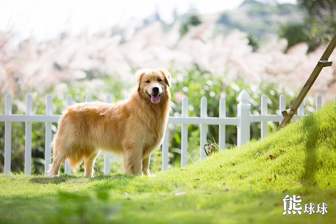 美丽温顺的暖男大金毛写真