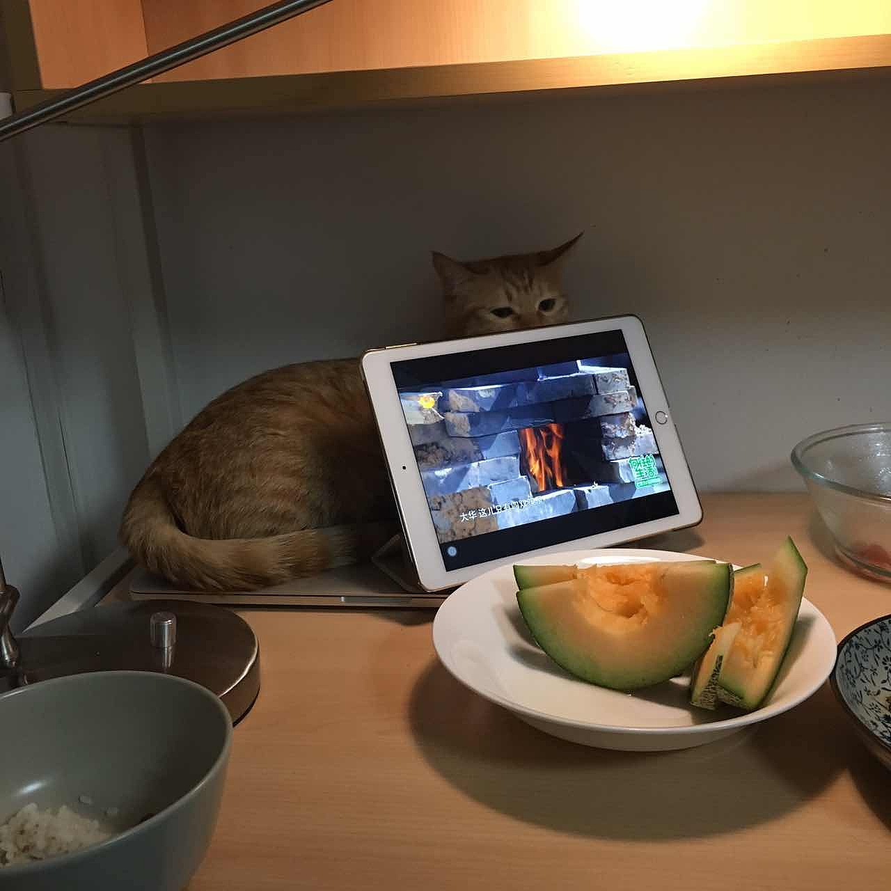 菜刀眼黄豆芽的日常（图ZODEwMzc0MjA=） - 宠物摄影 - 站酷设计师violasean原创素材 - 站酷ZCOOL