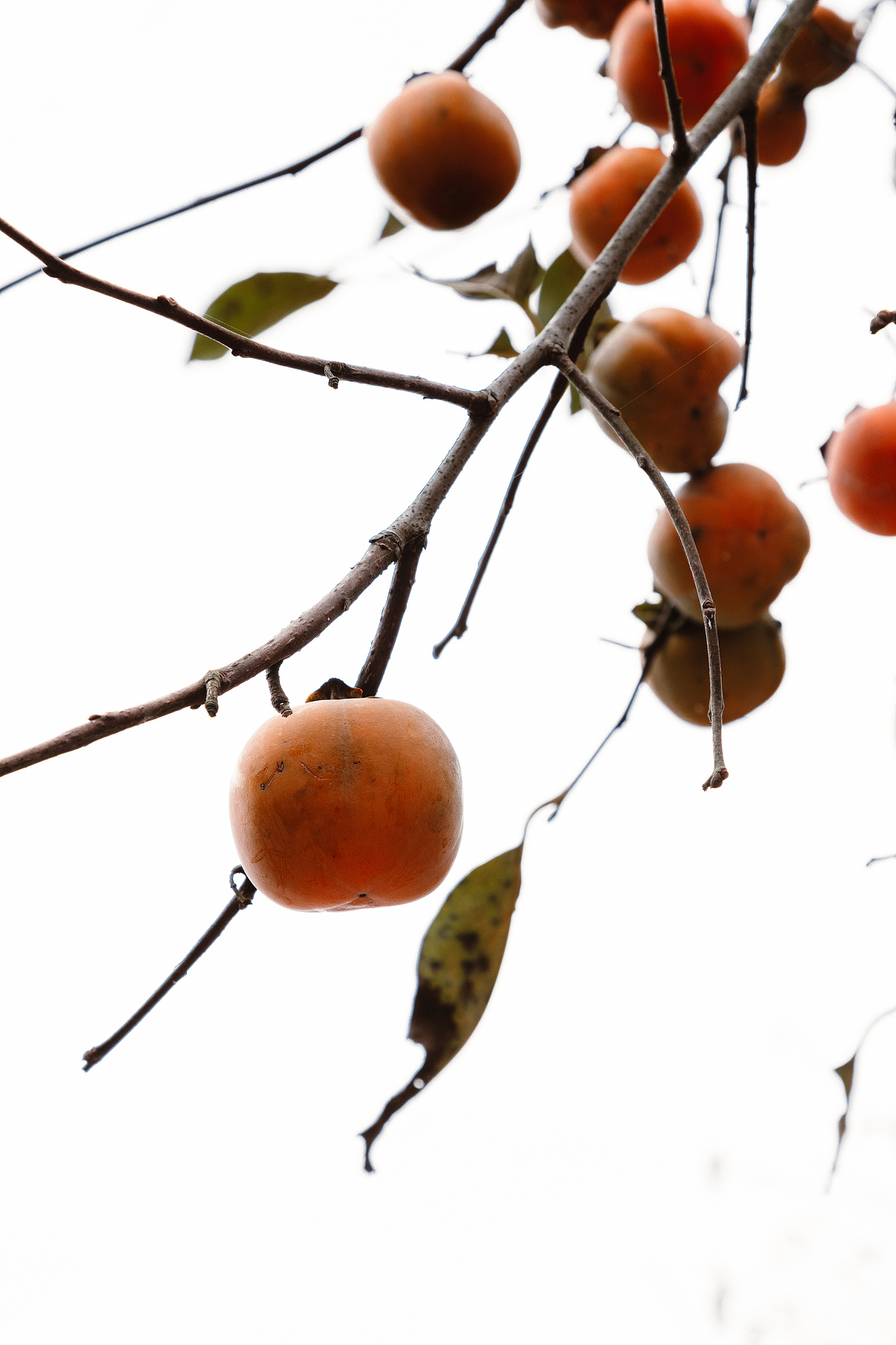 随处可见的农村场景（图ZMjI3MTIyNjYw） - 人文/纪实摄影 - 站酷设计师我有条狗叫汤圆原创素材 - 站酷ZCOOL