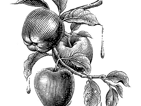 手绘铜版画｜苹果🍎
