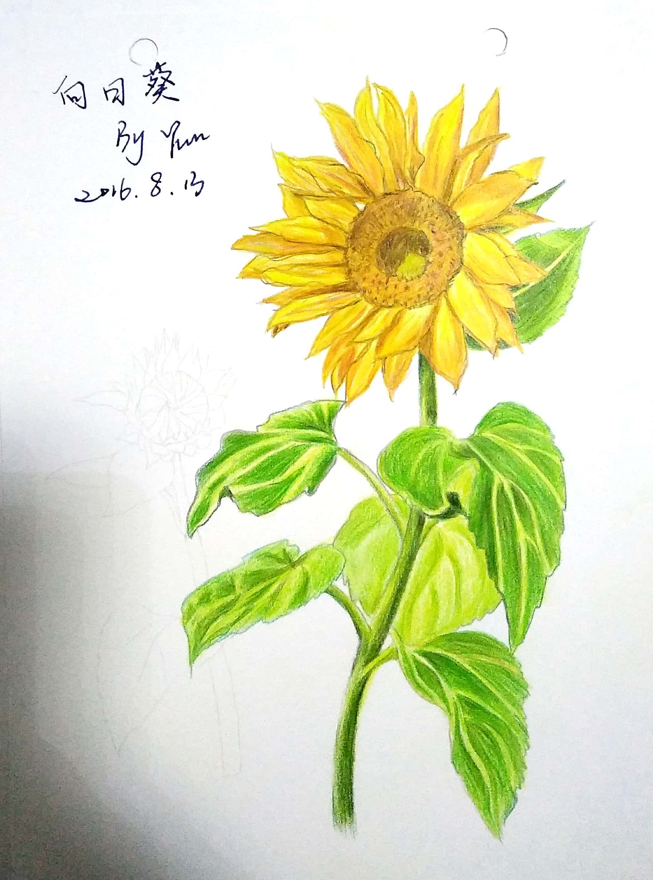 彩铅素描临摹成长史