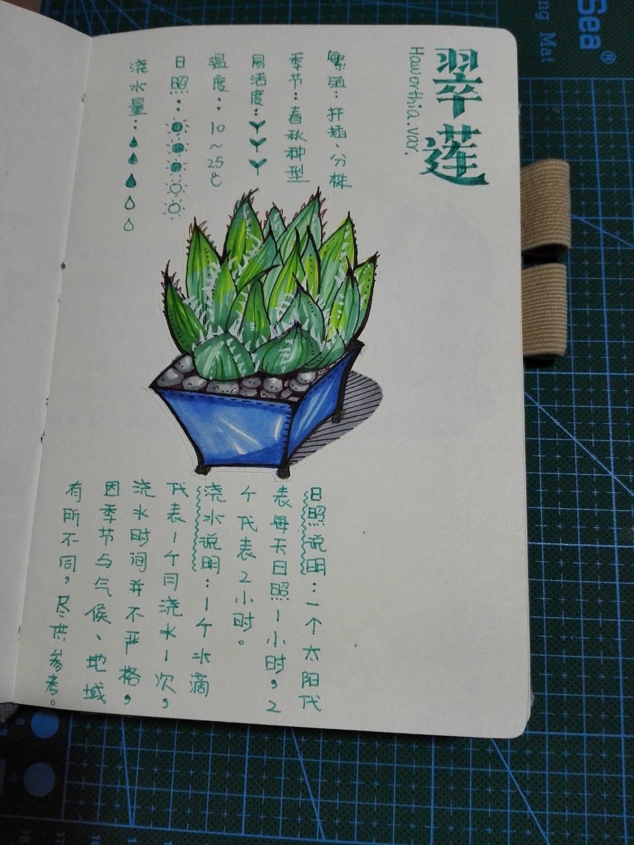 一个工匠的l多肉养成记l手帐