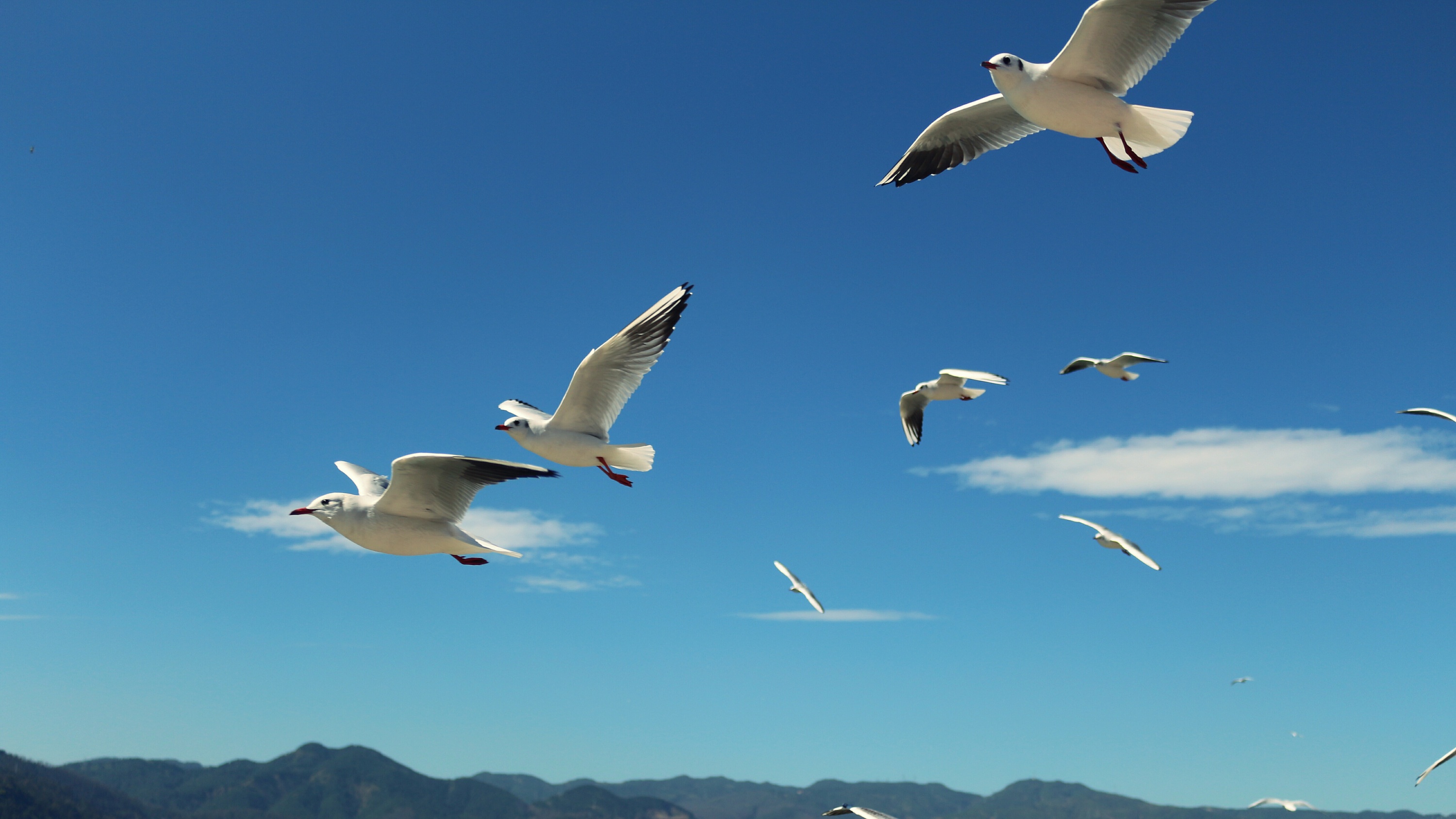 昆明-西伯利亚红嘴鸥