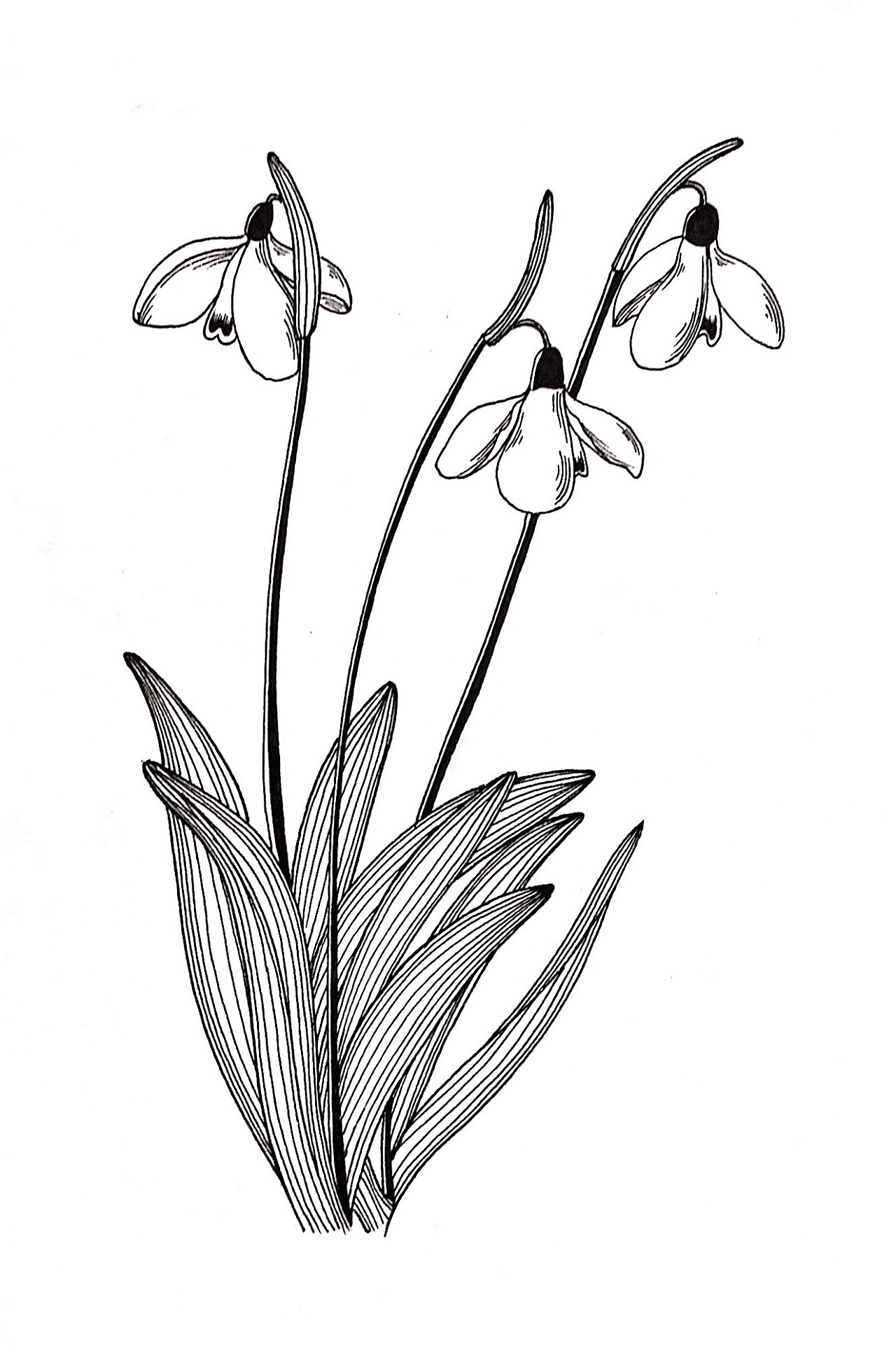 黑白画点线面植物图片