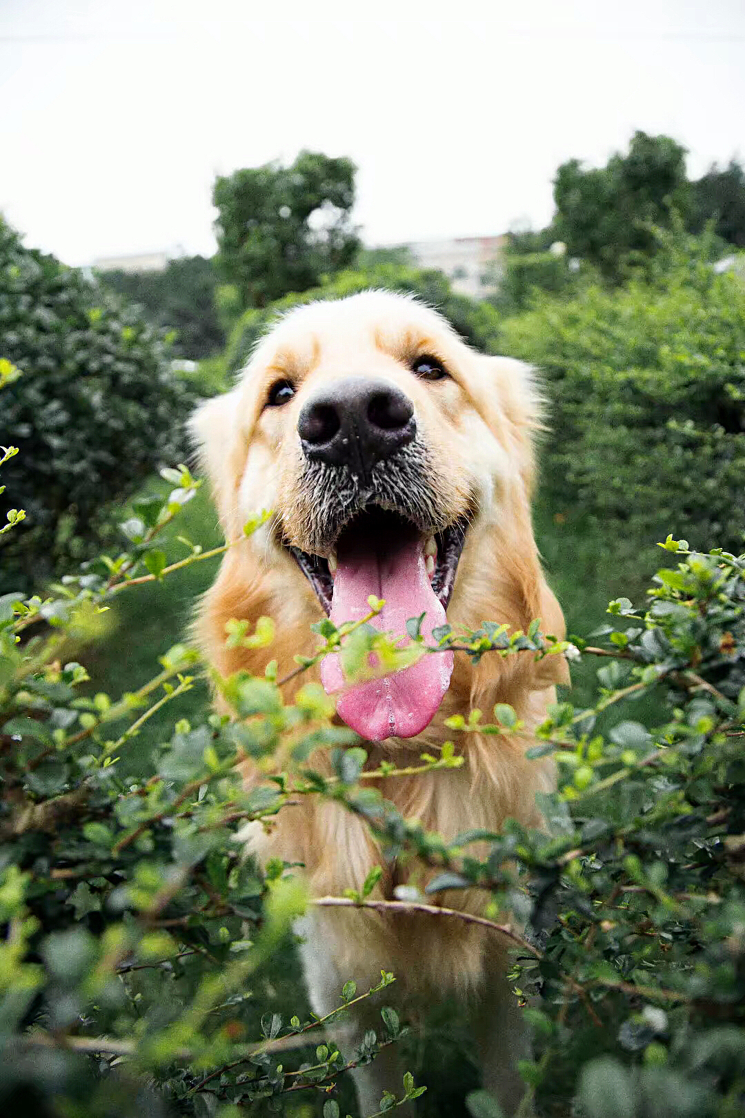 一只金毛狗子（图ZMTAxMjg1NjYw） - 宠物摄影 - 站酷设计师kilig呀原创素材 - 站酷ZCOOL