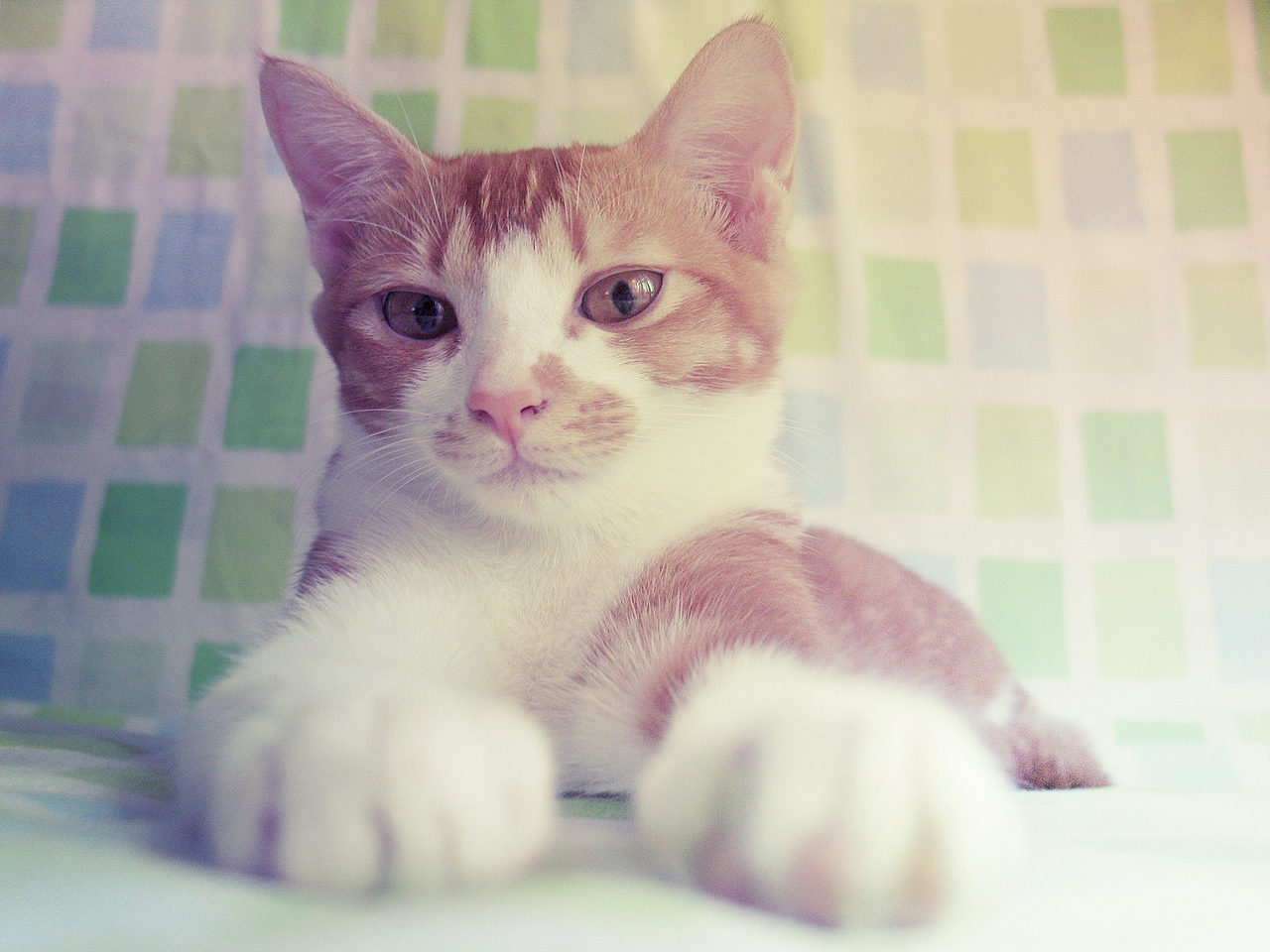 不溜是只猫（图ZMzQ0MTkzNg==） - 宠物摄影 - 站酷设计师达尔达尼洋原创素材 - 站酷ZCOOL