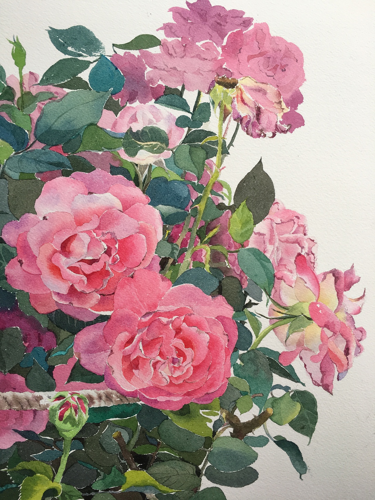 手绘粉色玫瑰花束图片素材免费下载 - 觅知网