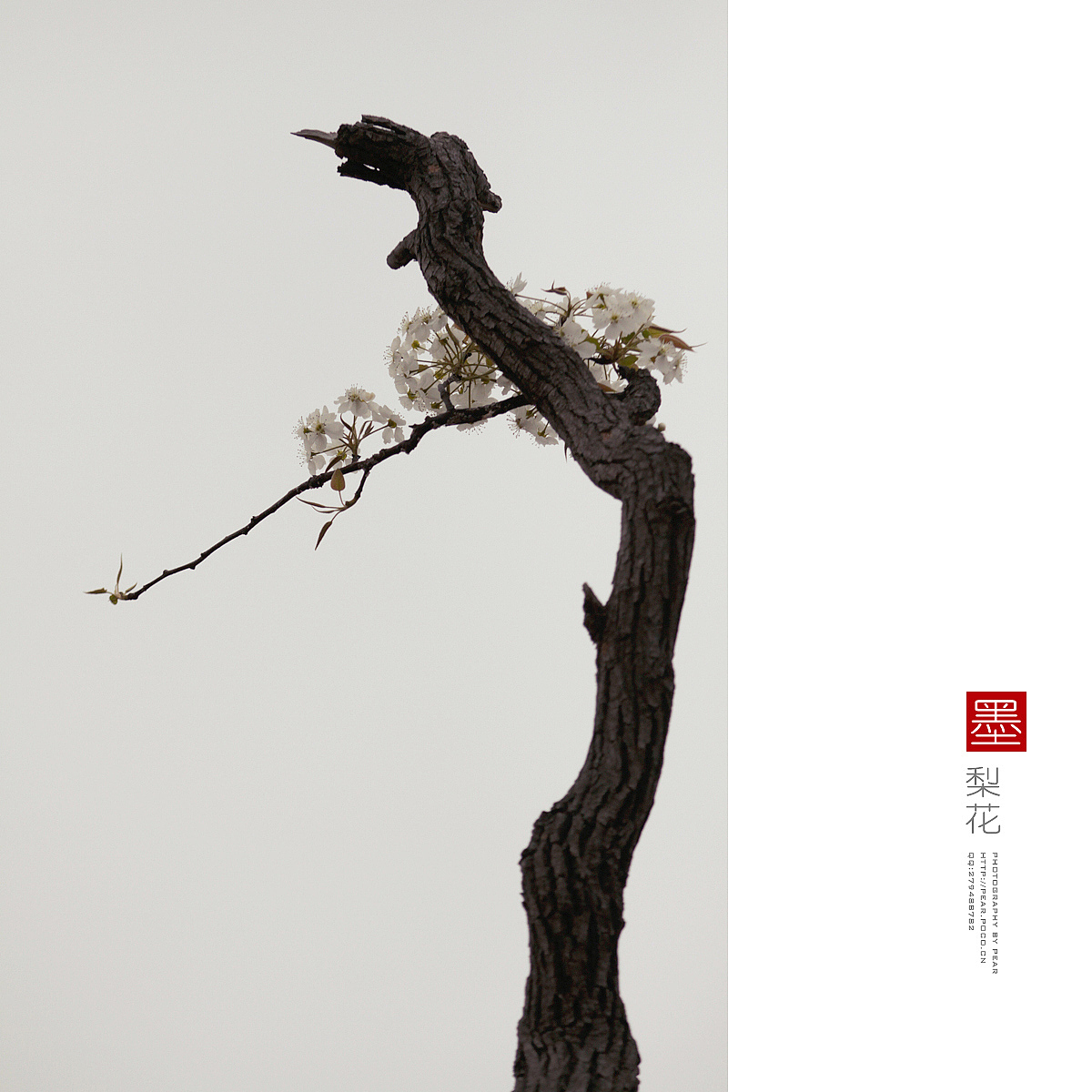 墨梨花（图ZMTUxNjQ0ODA=） - 风光摄影 - 站酷设计师pear1103原创素材 - 站酷ZCOOL