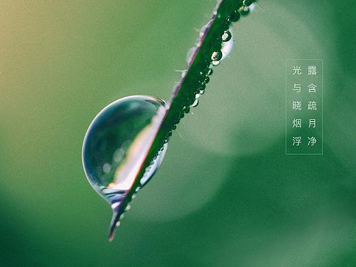 白露海报