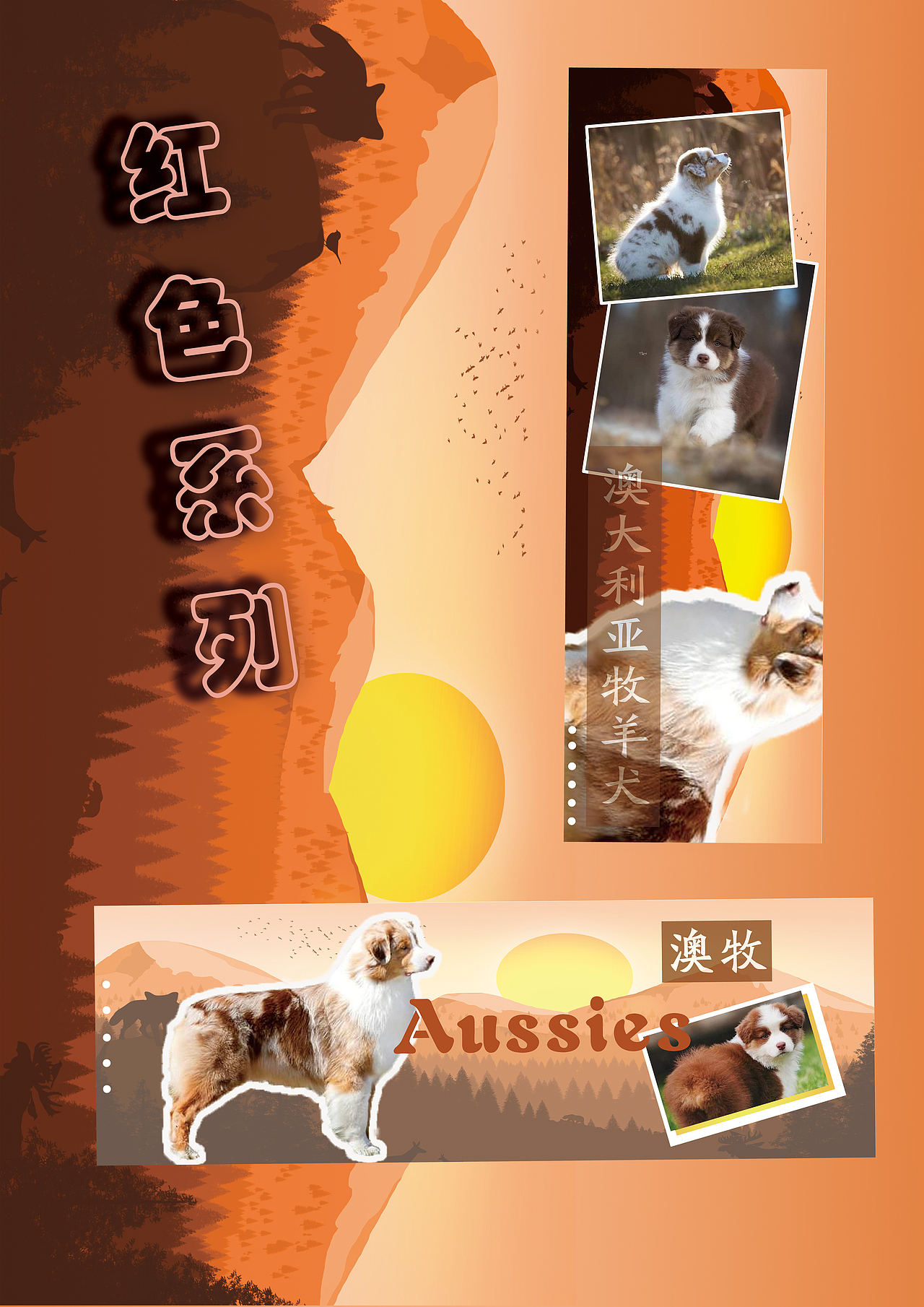 尝试——赛犬展示2