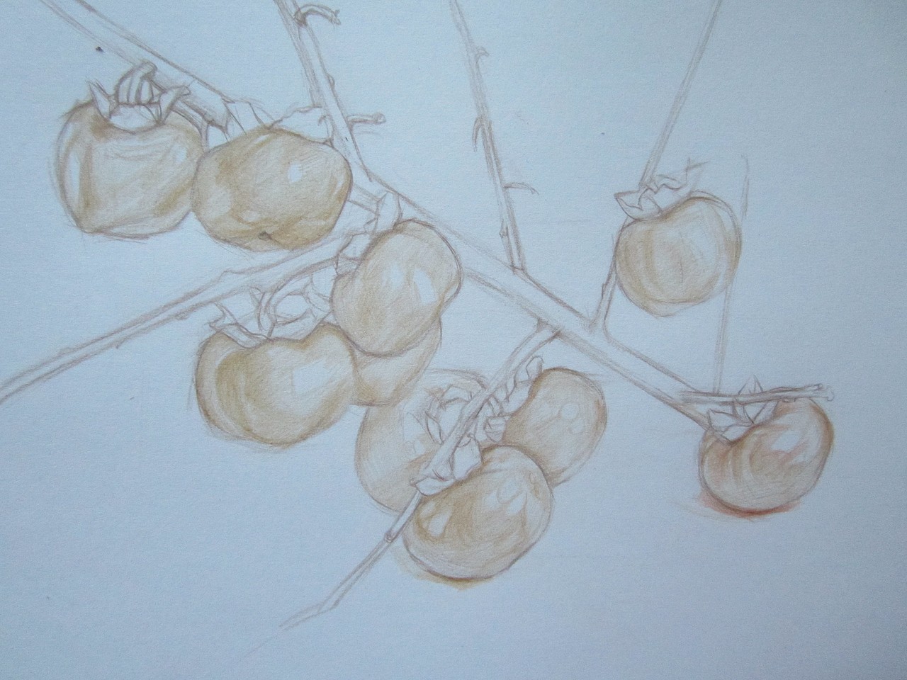 彩鉛————柿子（圖ZOTM3MDUwNA==） - 繪畫 - 站酷設(shè)計師魚兒乖原創(chuàng)素材 - 站酷ZCOOL