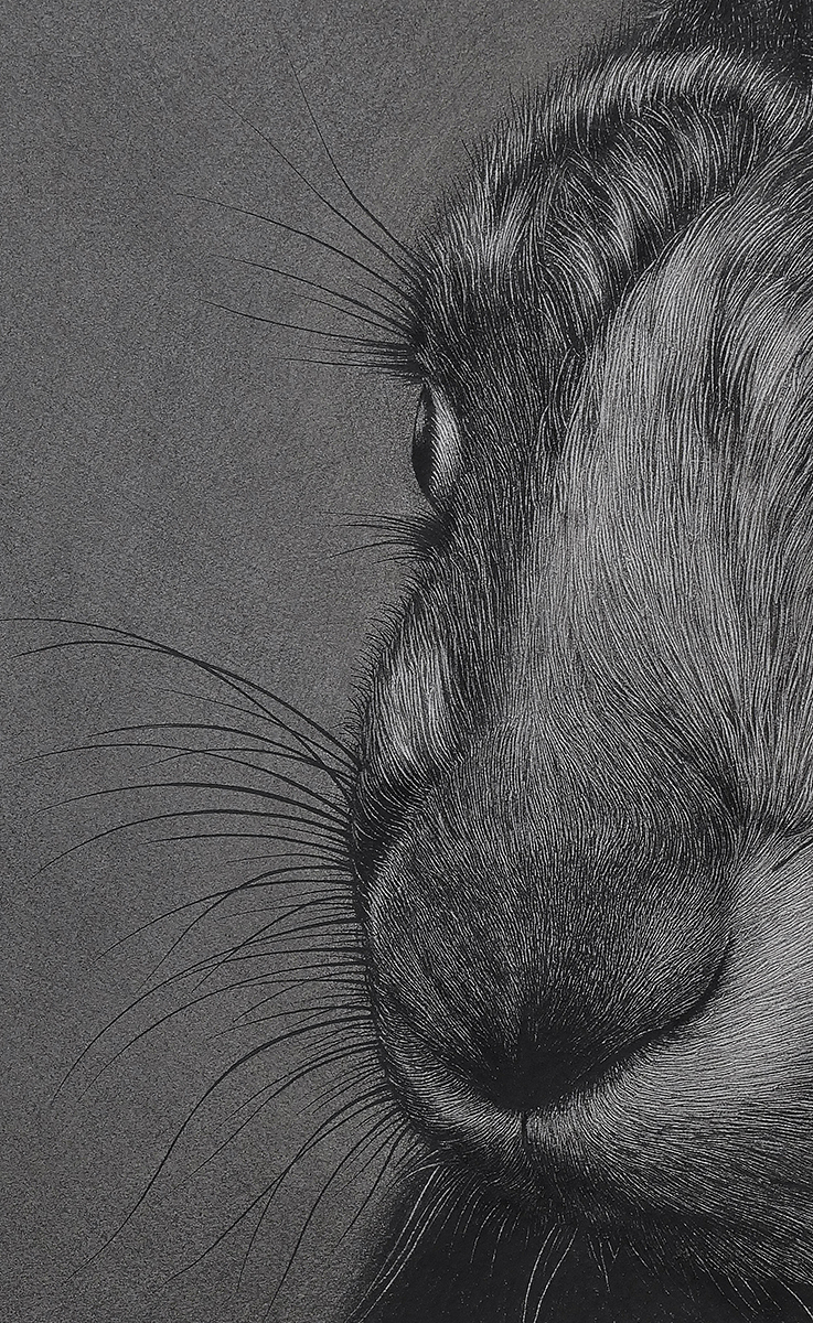 大灰兔（图ZMTg5MzcyNjUy） - 绘画 - 站酷设计师finciel2014原创素材 - 站酷ZCOOL