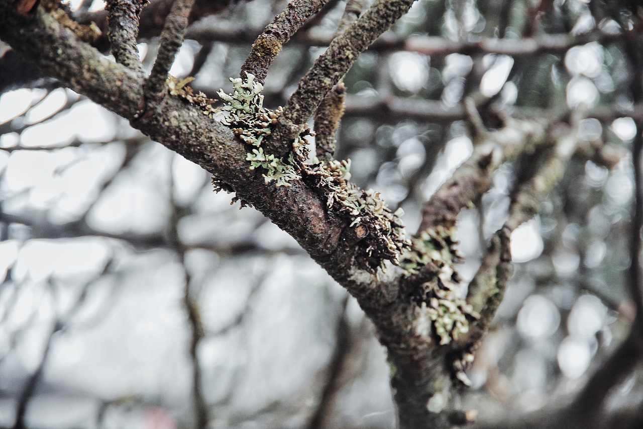 蒼山雪（圖ZNzg1NDk1NTI=） - 風(fēng)光攝影 - 站酷設(shè)計(jì)師chenzehui原創(chuàng)素材 - 站酷ZCOOL