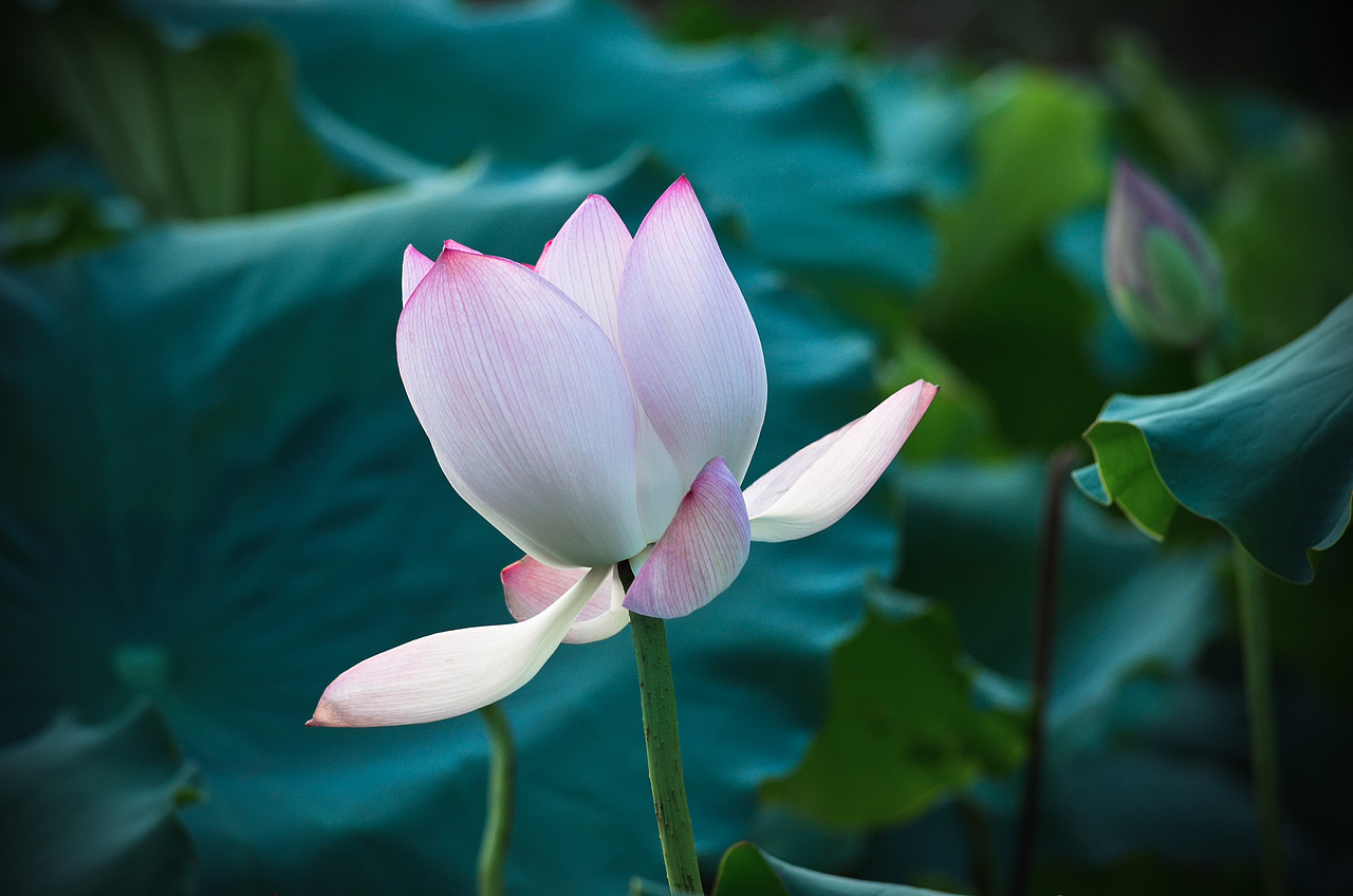 荷花一朵朵一朵朵朵
