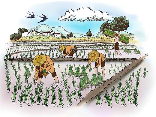 大米插画